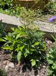 Plant name: Bridal Veil Astilbe Astilbe arendsii cv. Bridal Veil
